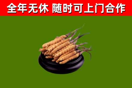 岳阳回收冬虫夏草
