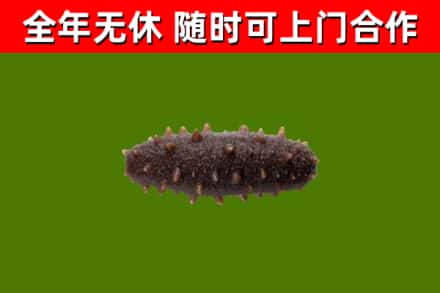 岳阳回收海参干